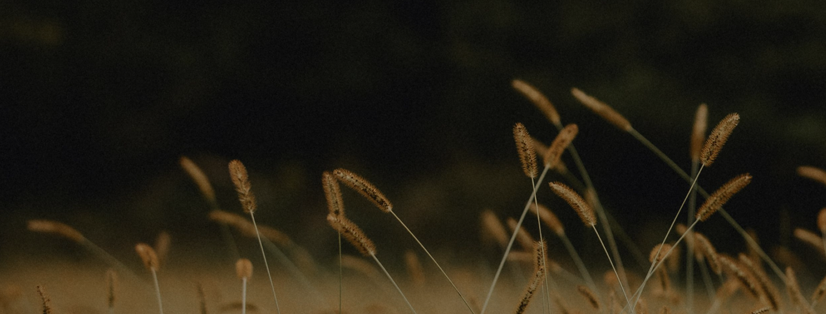 Wheat background